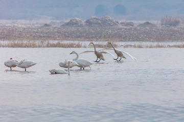 辽宁朝阳白石水库冰雪天鹅882