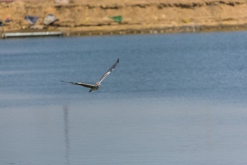 海鸥水禽飞鸟天空飞翔水面捕鱼47