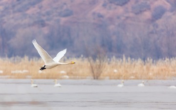 辽宁朝阳白石水库冰雪天鹅185