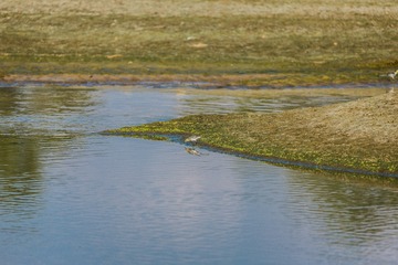 沼泽湿地里一只小鸟  30