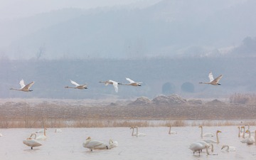辽宁朝阳白石水库冰雪天鹅924