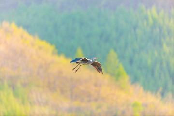 辽宁丹东杨木川白鹭苍鹭鸟232