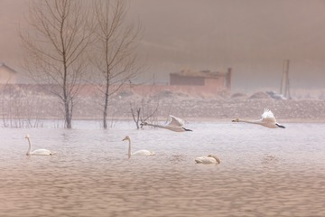 辽宁朝阳白石水库冰雪天鹅724