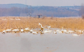 辽宁朝阳白石水库冰雪天鹅16
