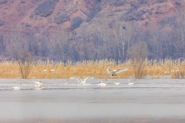 辽宁朝阳白石水库冰雪天鹅83