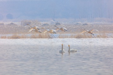 辽宁朝阳白石水库冰雪天鹅827