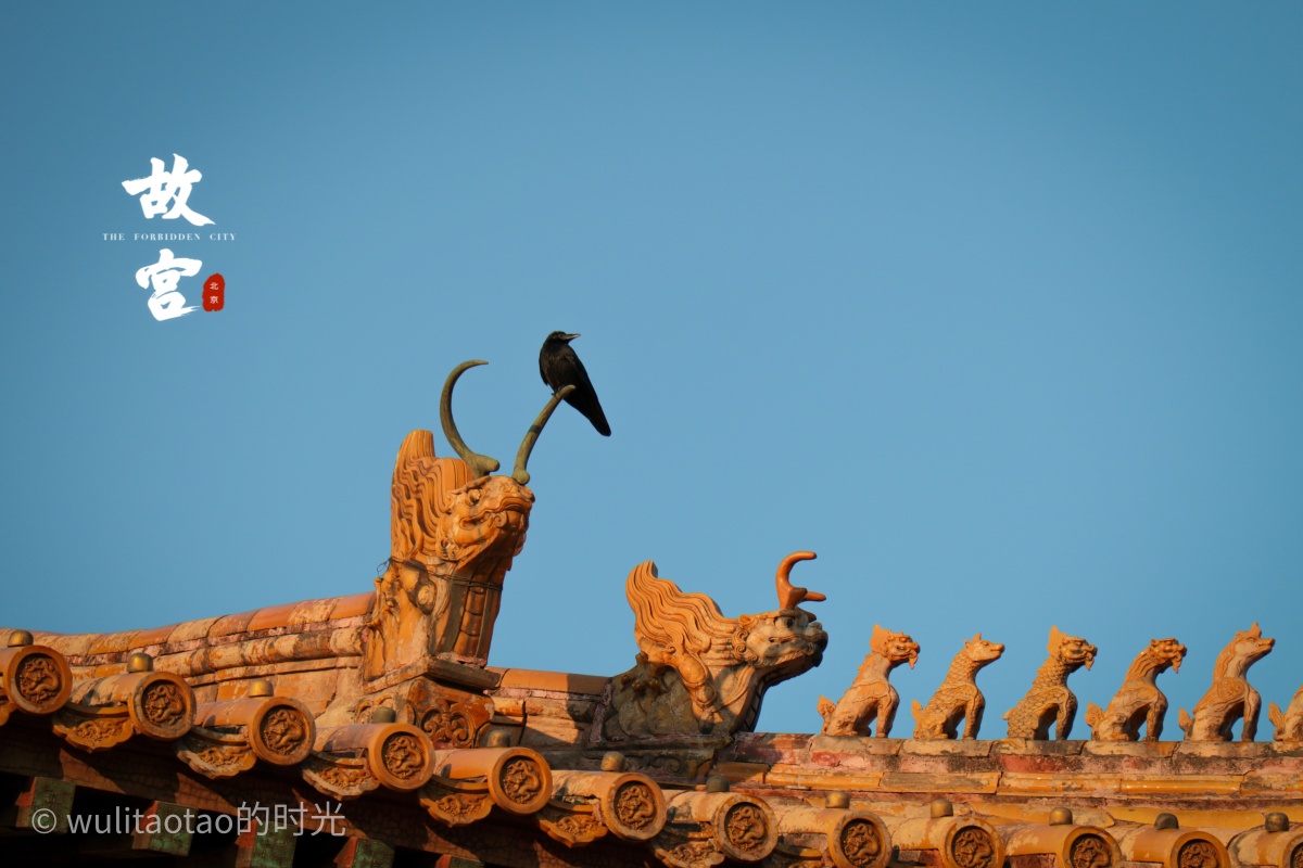 故宫乌鸦