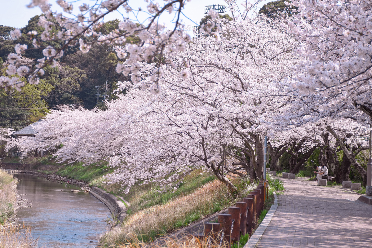 附近樱花人气景点音羽川