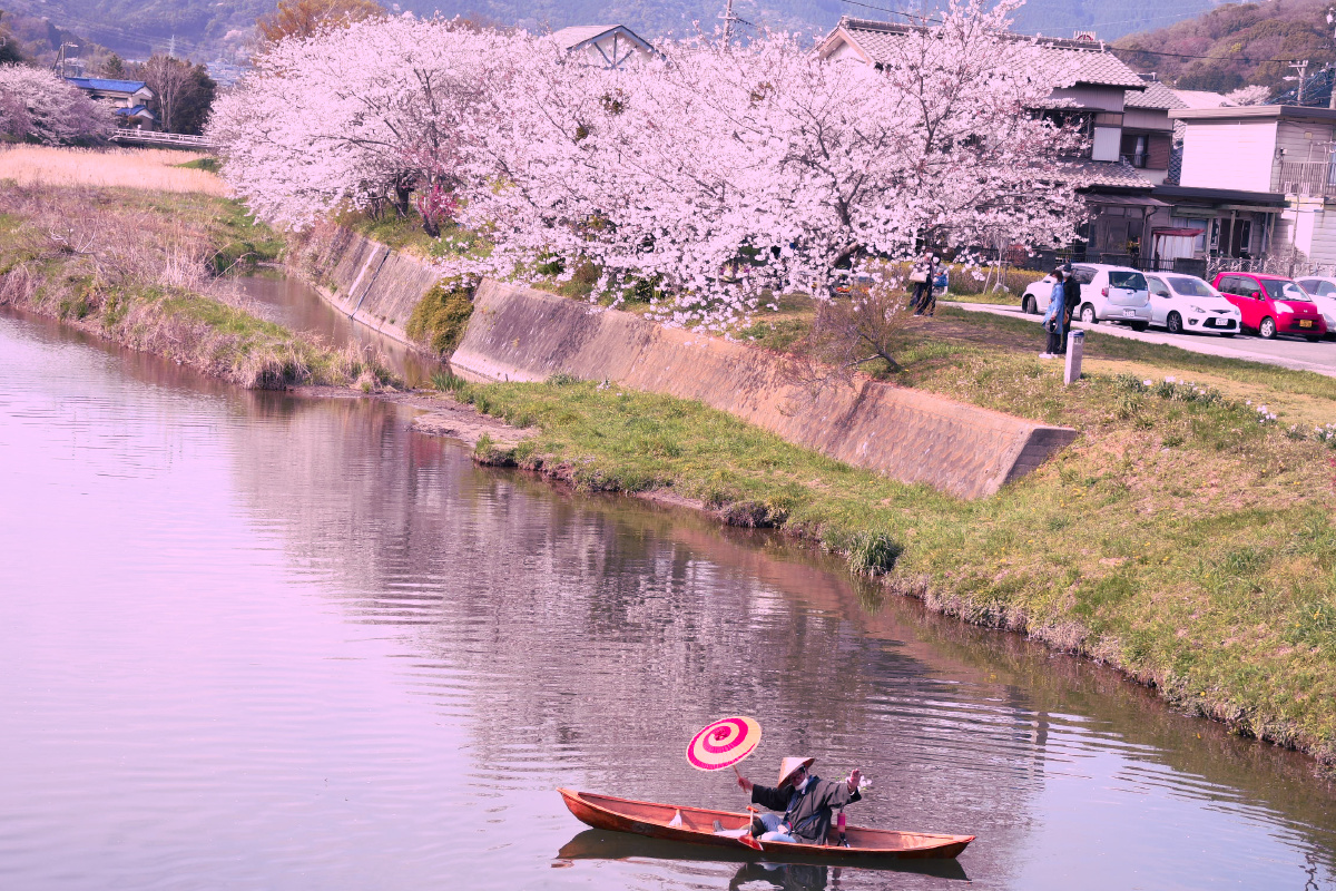 附近樱花人气景点音羽川