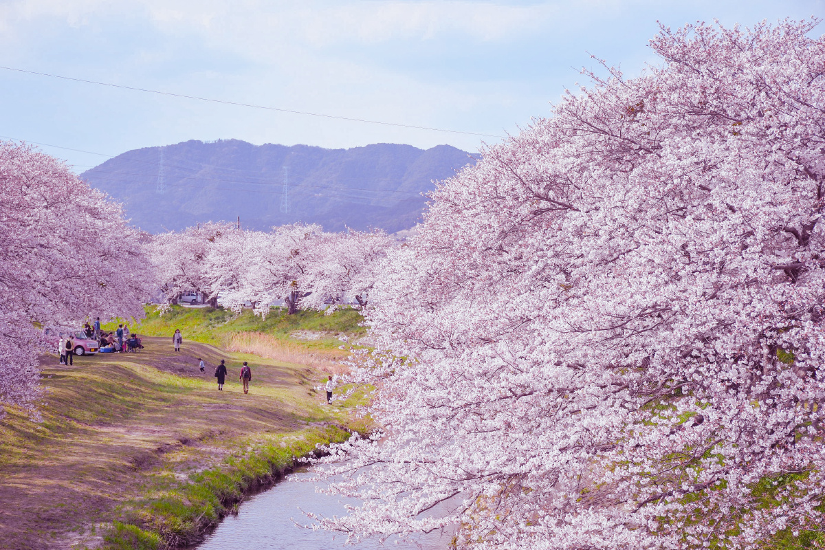 附近樱花人气景点音羽川