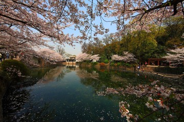 樱花