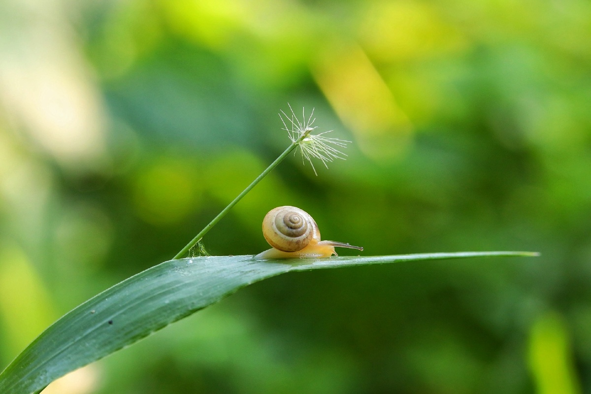 闷热的天,小蜗牛行走到草穗下仿佛打着伞纳凉.
