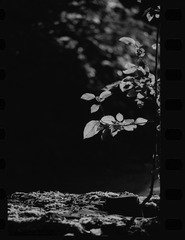 D373E5F7-4C4B-4EF9-9491-8386CFF88674/L0/001