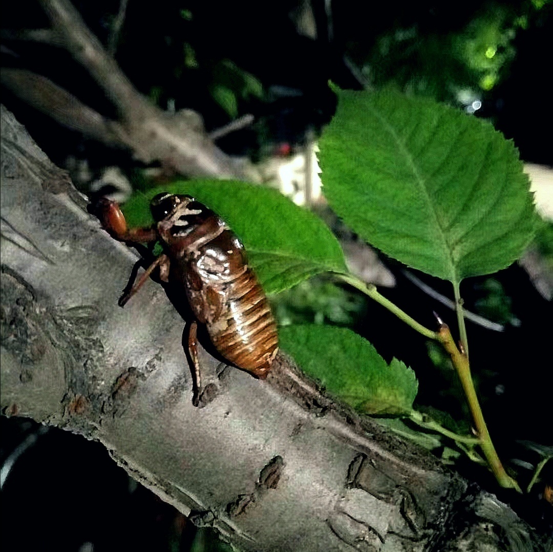 此物我能这里叫神仙也叫知了龟你们哪儿叫什么