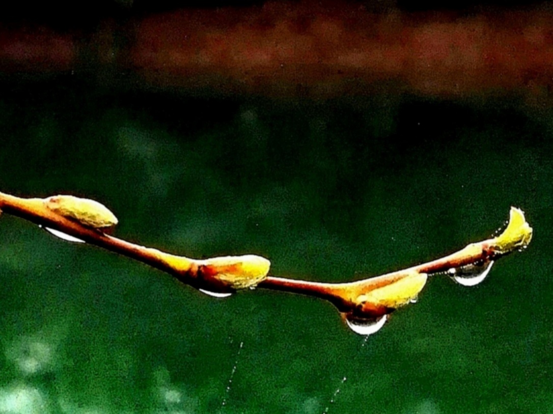 垂柳萌芽露珠伴迎福纳祥永康安