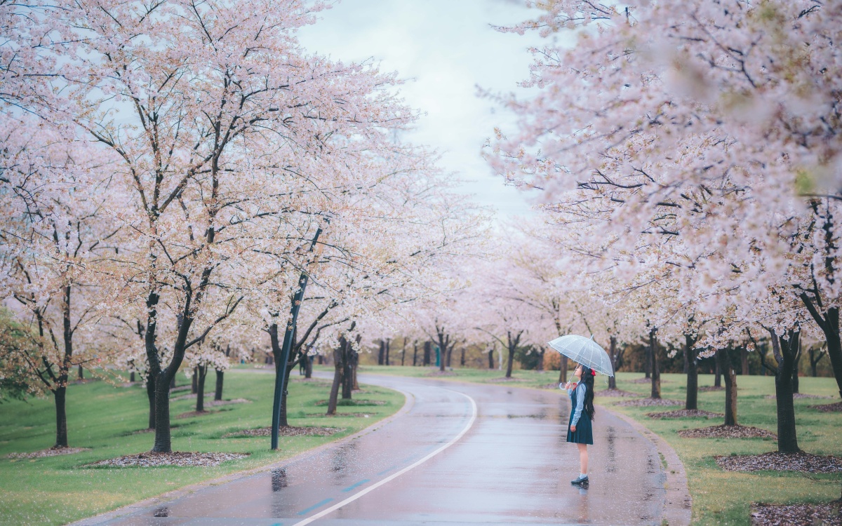 樱花x雨天x女孩