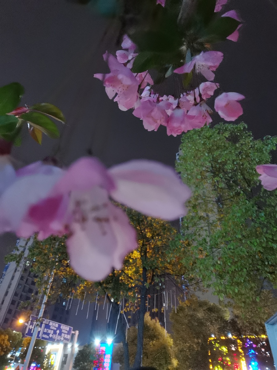 夜晚的海棠花