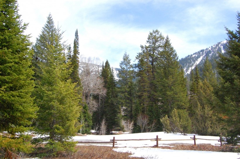 挺拔高大茂密的松树林