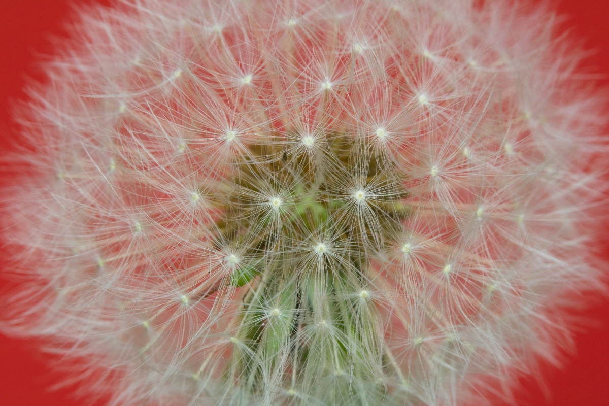 彩色背景的蒲公英