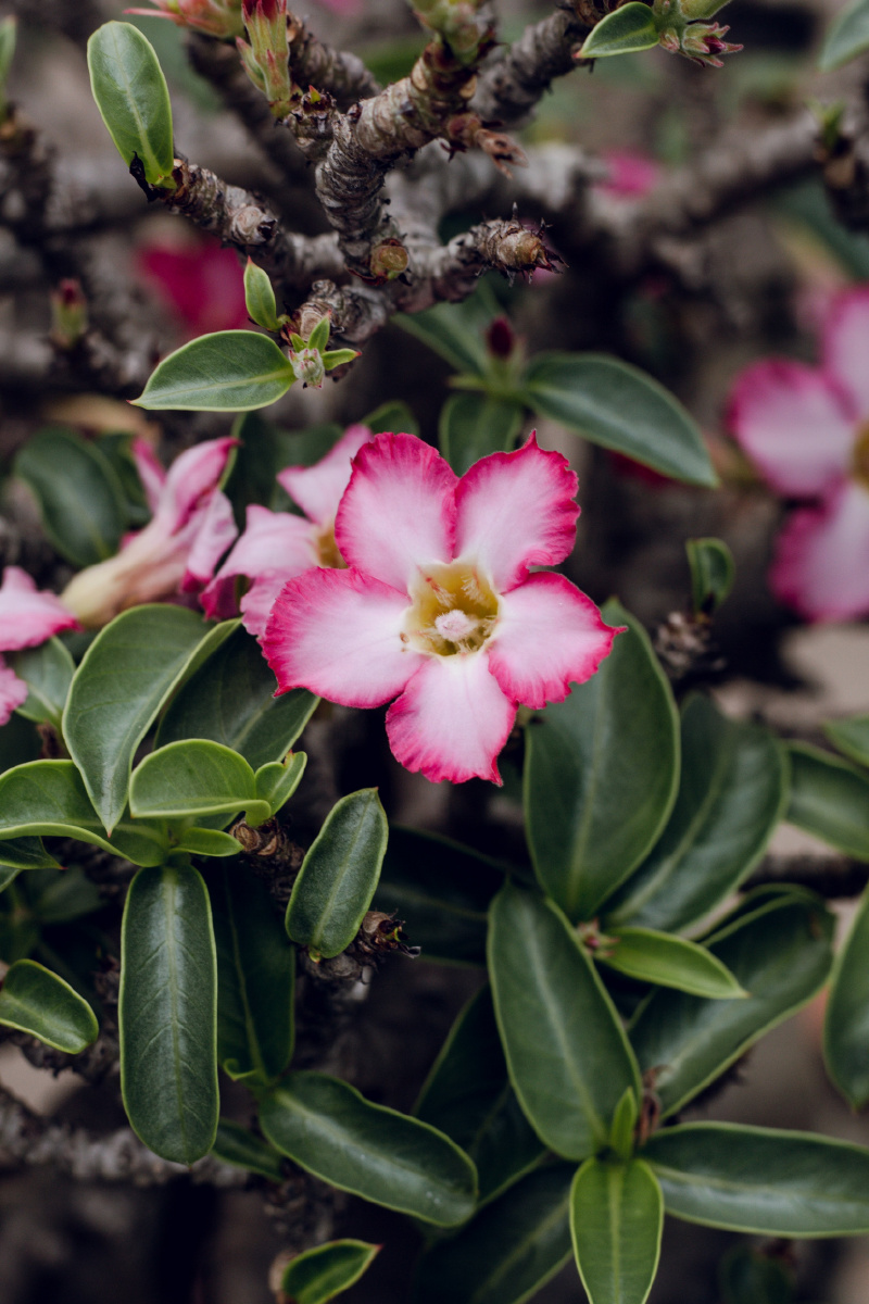 外红内白的天宝花