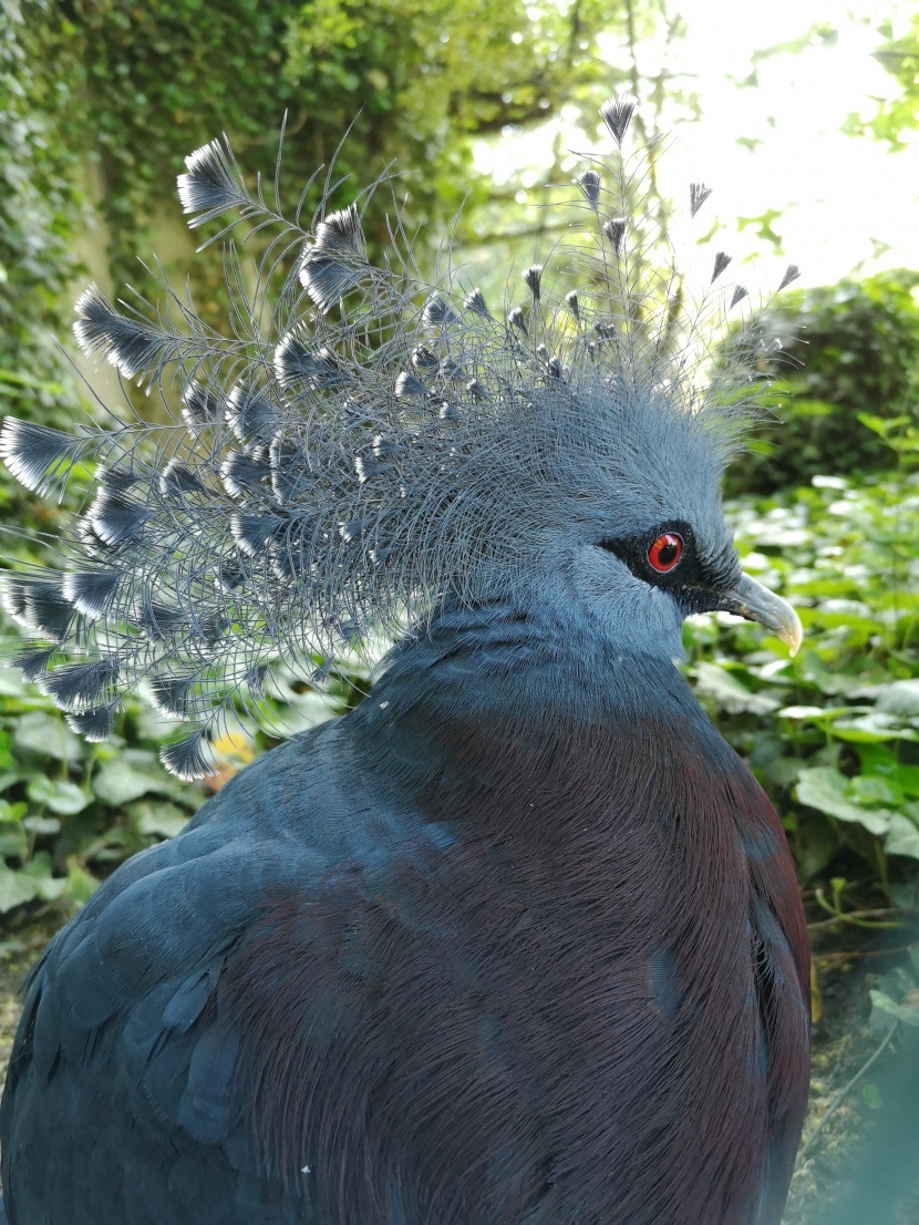 美丽的维多利亚凤冠鸠