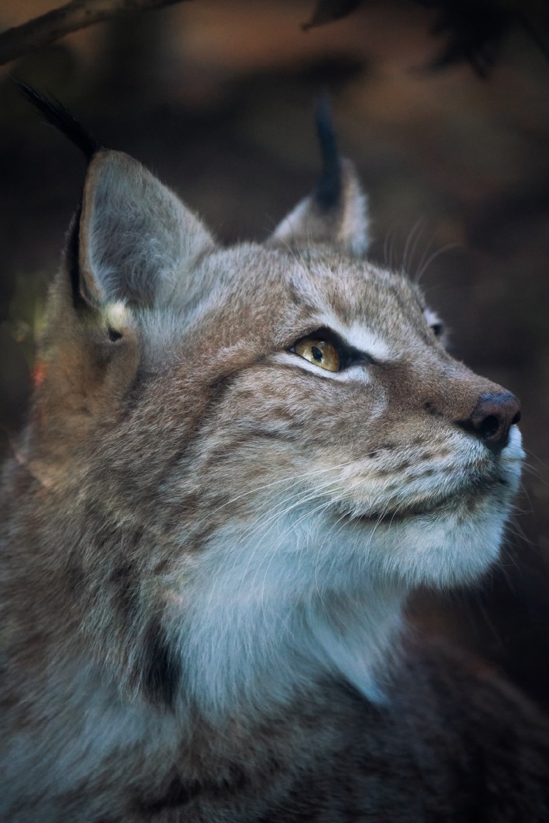 四肢矫健的猞猁