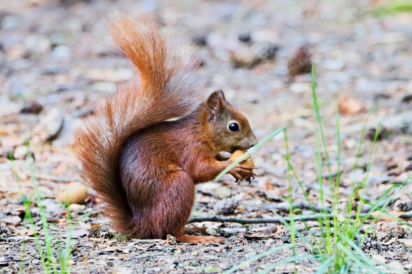 抱着坚果的松鼠