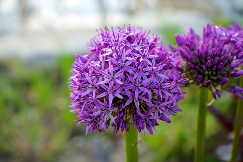 清新神秘的紫色观赏葱