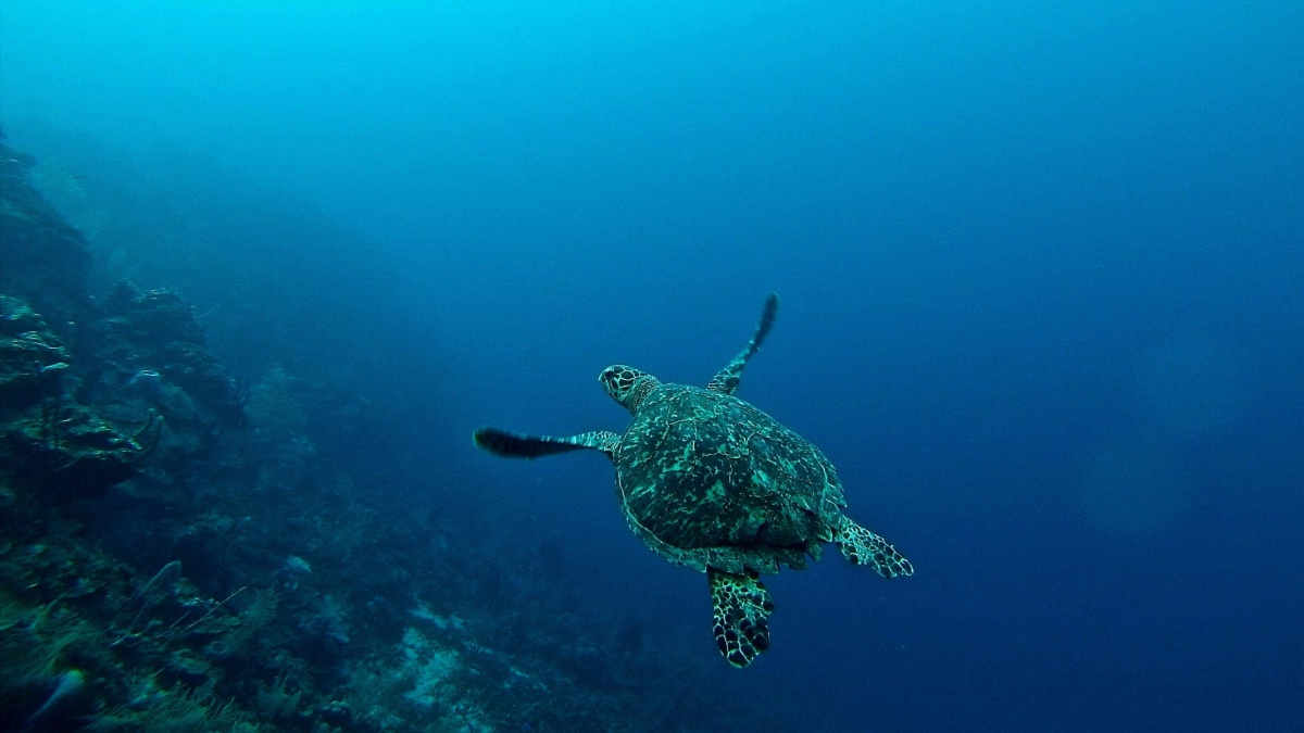 海里游玩中海龟 1