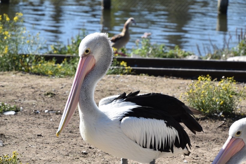 大嘴巴的可爱鹈鹕