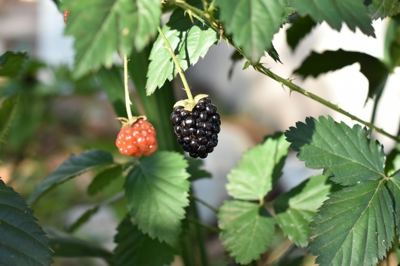 药食同源的黑莓