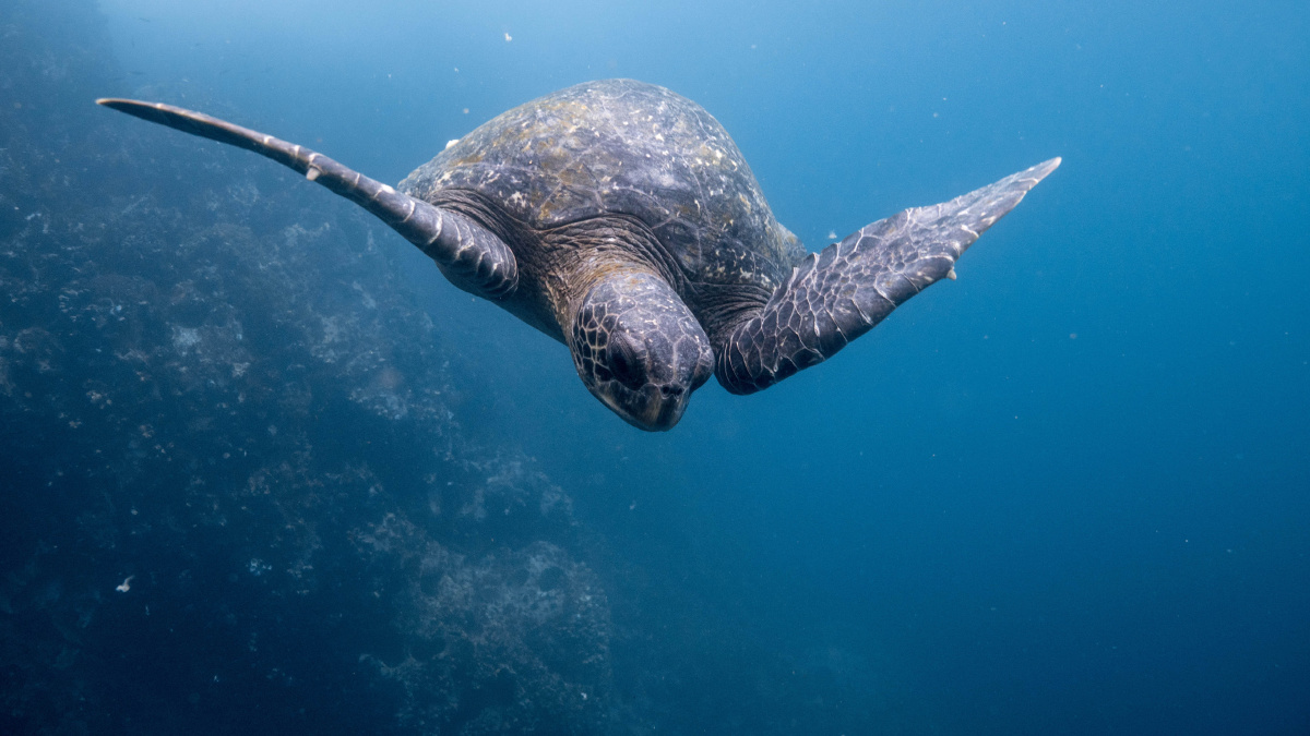 海里游玩中海龟1