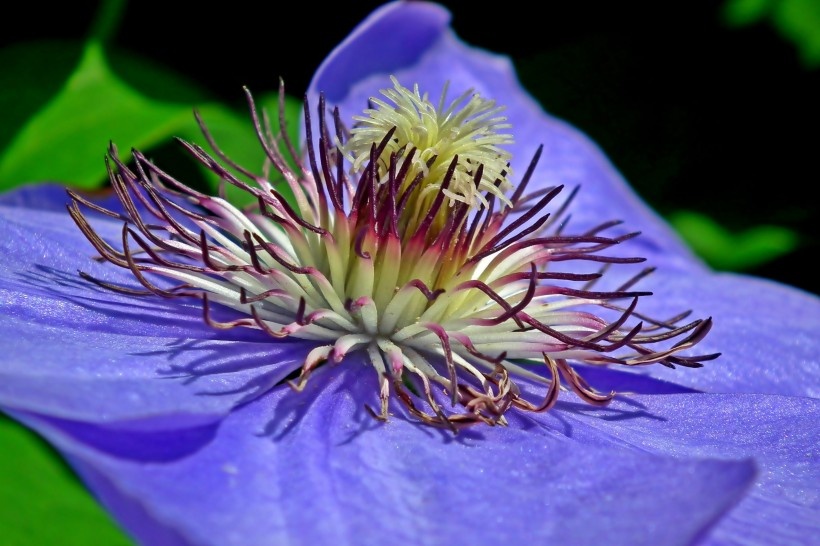 优雅大气的紫色铁线莲