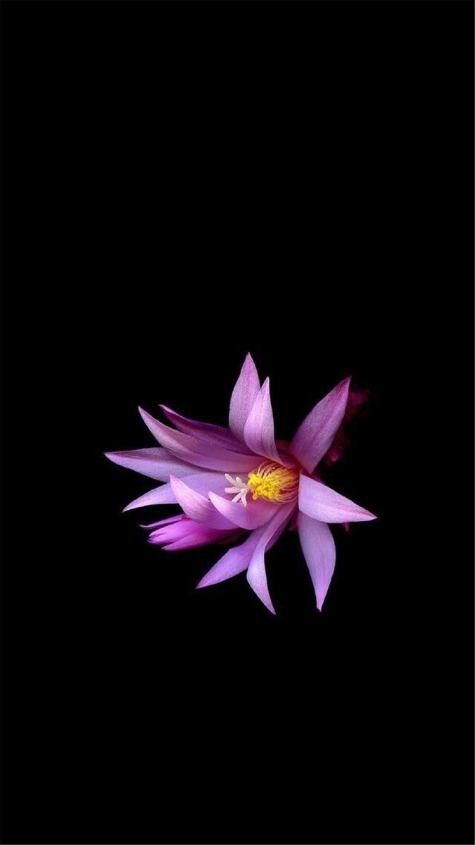 纯黑系花卉植物