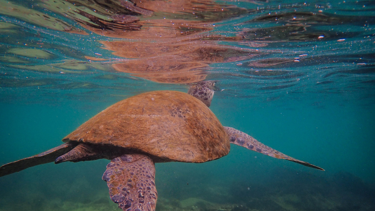 海里游玩中海龟 1