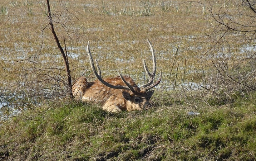 皮毛漂亮的梅花鹿