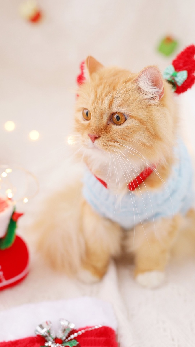 毛绒绒可爱猫咪