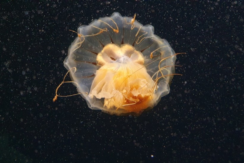 有着长长尾线的半透明伞状水母