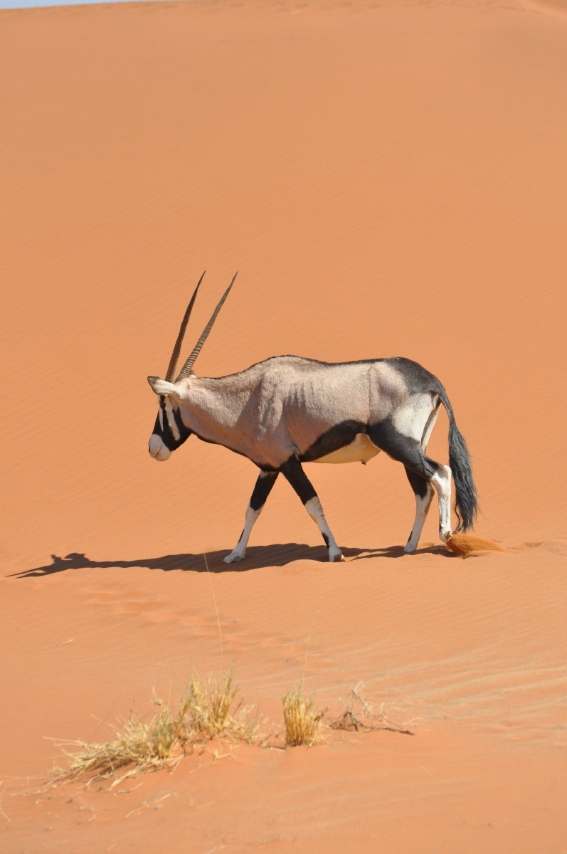 机敏警觉的南非剑羚