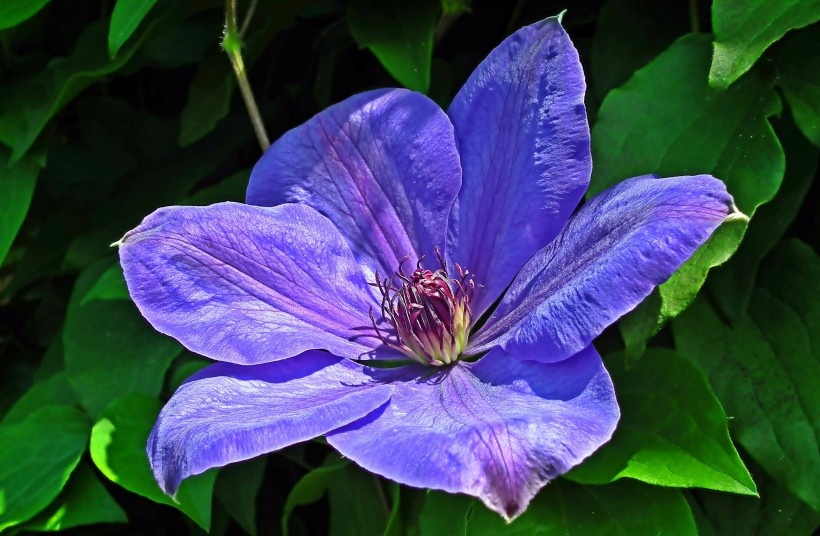 优雅大气的紫色铁线莲