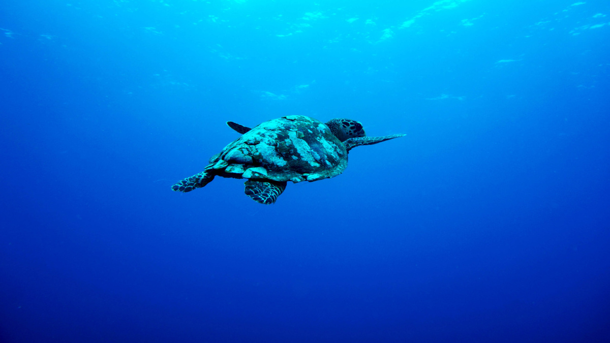 海里游玩中海龟1