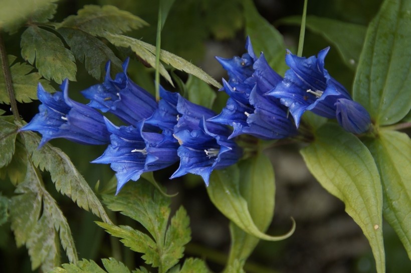 清新的紫色龙胆花