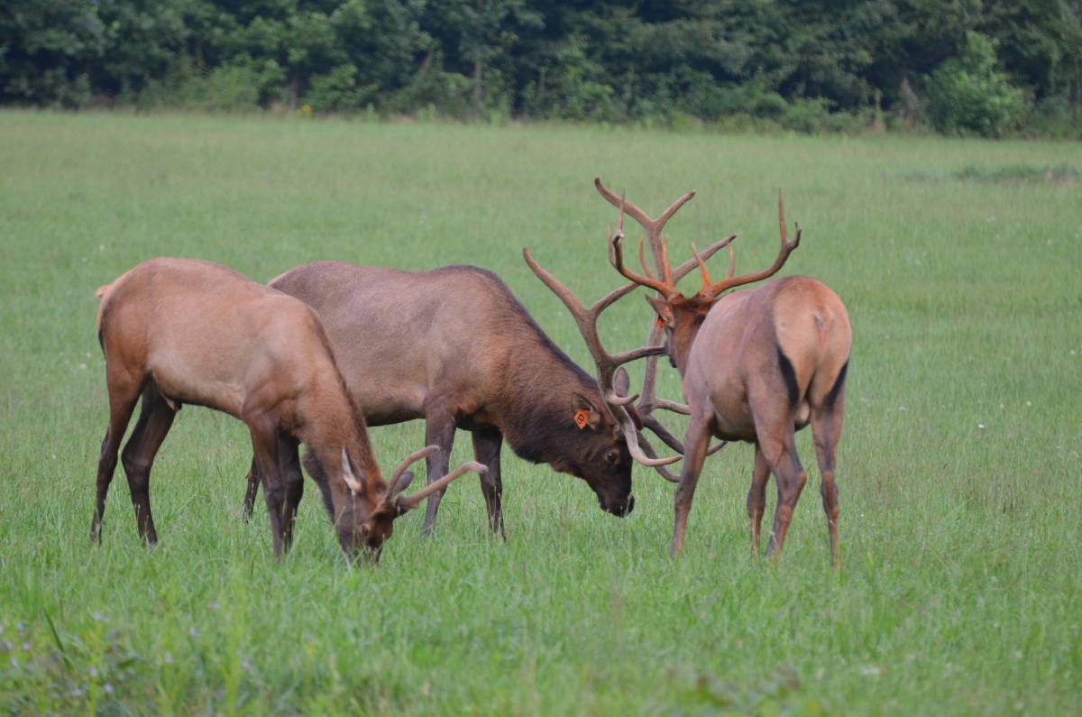 野生麋鹿四不像