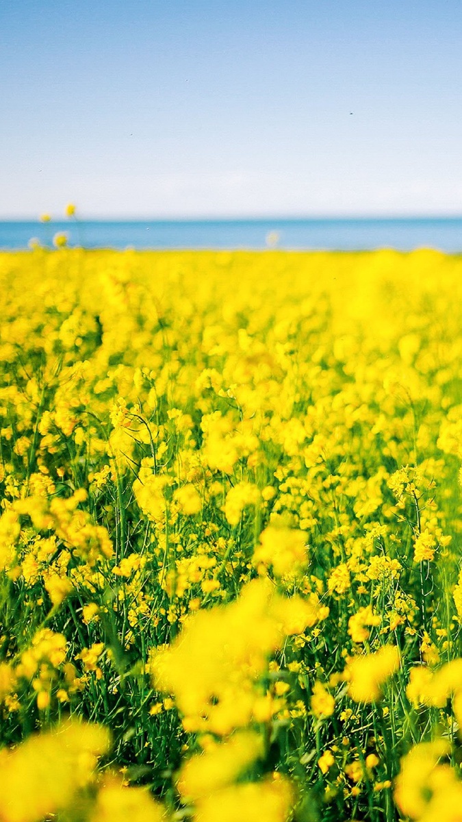 油菜花风景