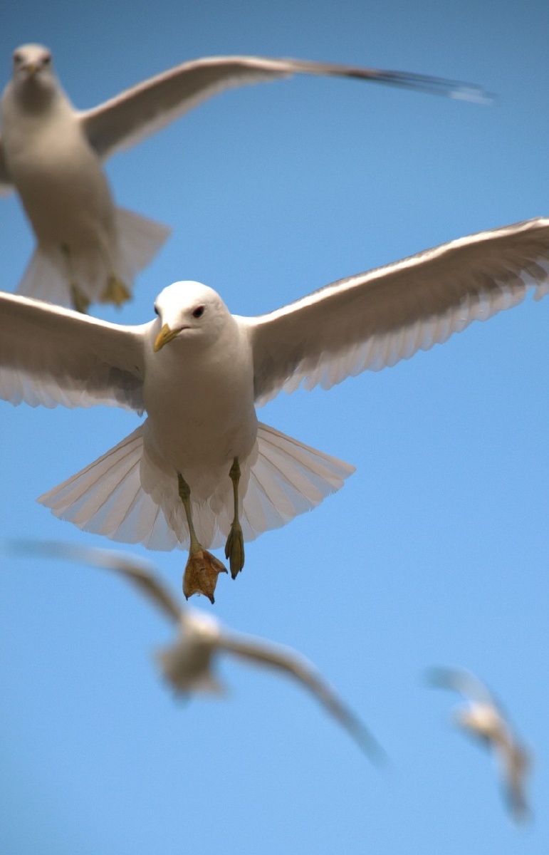 自由飞翔的白色海鸥