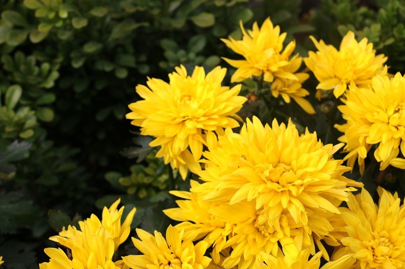 盛开的金色菊花