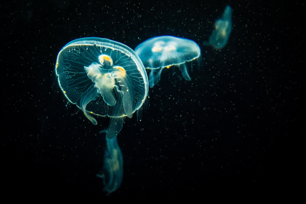 海底世界深海里的水母 - 我爱拍片 - 图虫