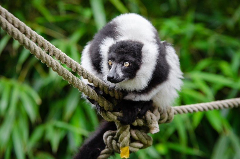 绳索上的黑白领狐猴