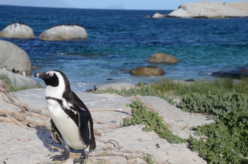 鸣叫声像驴的斑嘴环企鹅