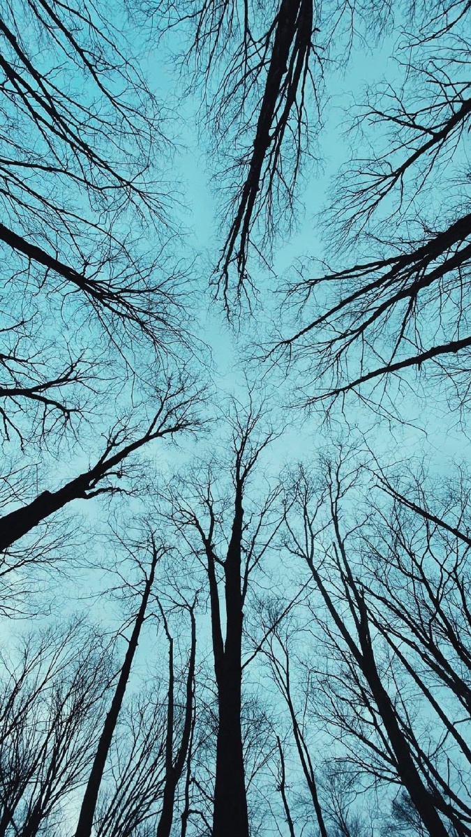 精选唯美大树自然风光